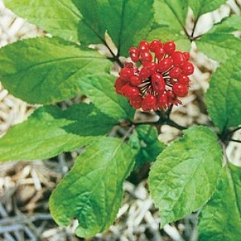 Panax Ginseng